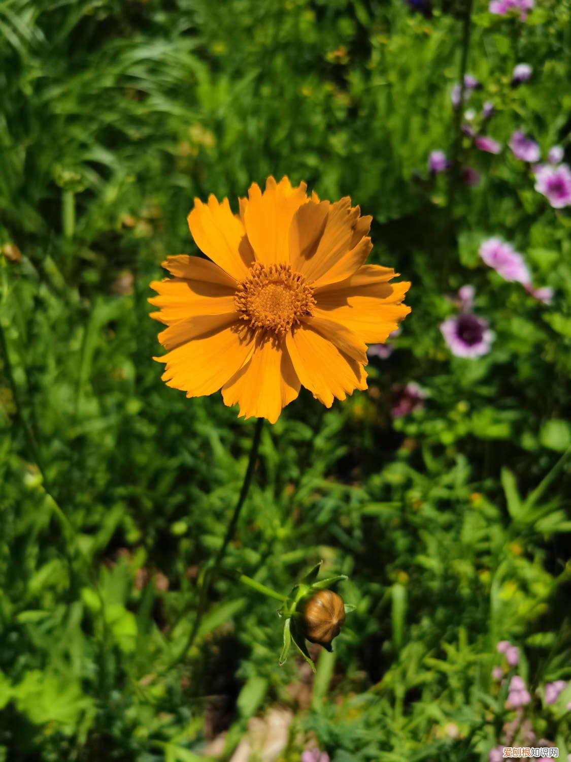 菊花怎么养到第二年 怎么养护菊花，菊花能养几年