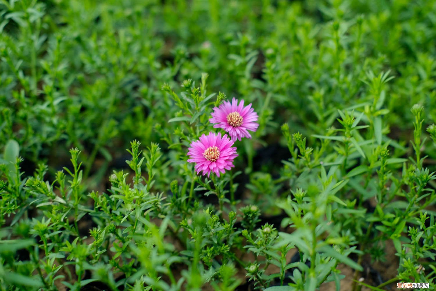 菊花怎么养到第二年 怎么养护菊花，菊花能养几年
