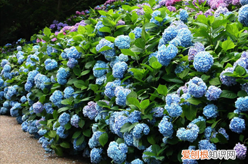 图 绣球花怎么养 绣球花的养殖方法和注意事项