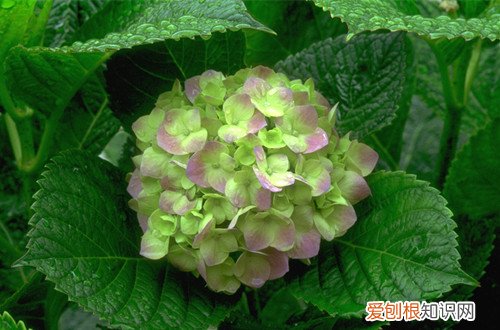 图 绣球花怎么养 绣球花的养殖方法和注意事项