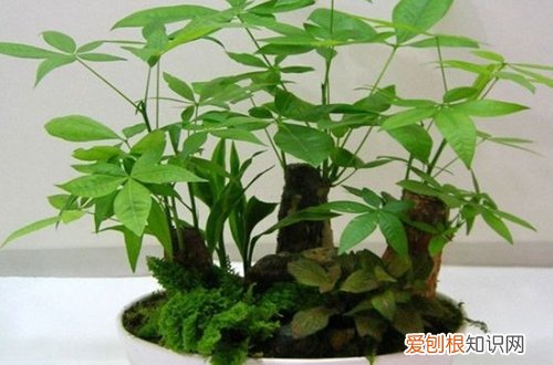 图 怎么让发财树长粗 发财树如何长的粗