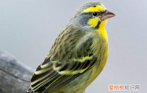 金青鸟不服笼咋办，金青鸟怕人撞笼怎么办