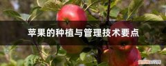 苹果的种植与管理技术要点是什么 苹果的种植与管理技术要点