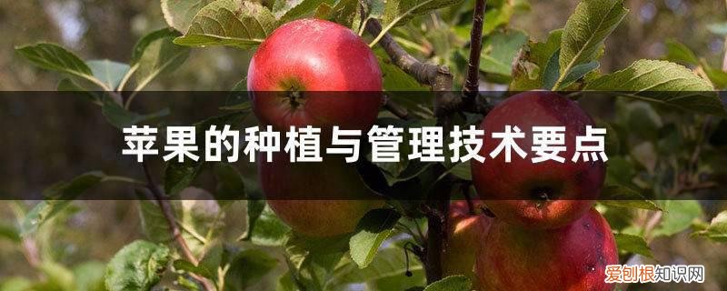 苹果的种植与管理技术要点是什么 苹果的种植与管理技术要点