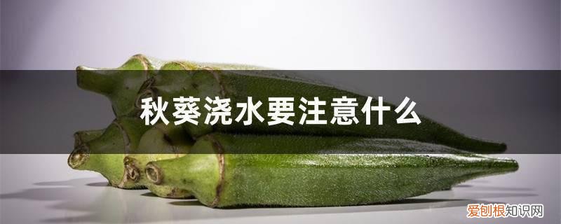秋葵浇水多还是浇水少好 秋葵浇水要注意什么，秋葵多长时间浇一次水