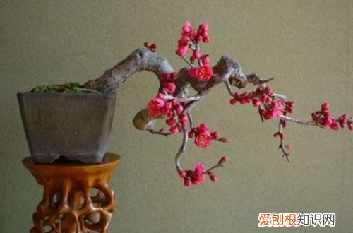 图 梅花根部发几颗芽是否保留 梅花从根部长出的新芽要不要剪掉
