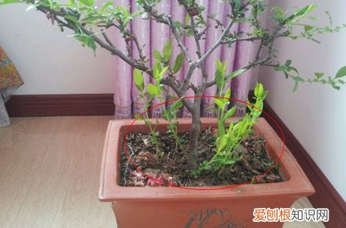 图 梅花根部发几颗芽是否保留 梅花从根部长出的新芽要不要剪掉