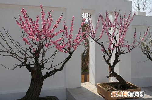 图 梅花根部发几颗芽是否保留 梅花从根部长出的新芽要不要剪掉