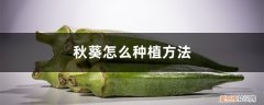 秋葵种子种植方法如下 秋葵怎么种植方法，秋葵种子怎么种