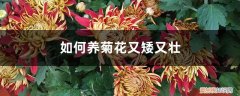 菊花怎样修剪才能不长高 如何养菊花又矮又壮，菊花徒长后需修剪吗