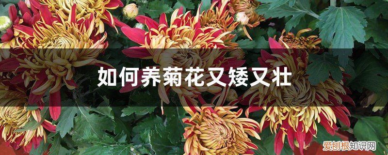 菊花怎样修剪才能不长高 如何养菊花又矮又壮,菊花徒长后需修剪吗
