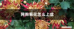 刚买的菊花怎么上盆 网购菊花怎么上盆，什么时间上盆最好