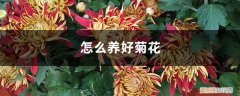 怎样才能养好菊花 怎么养好菊花，应该注意什么
