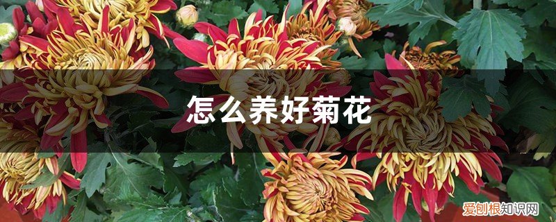 怎样才能养好菊花 怎么养好菊花，应该注意什么