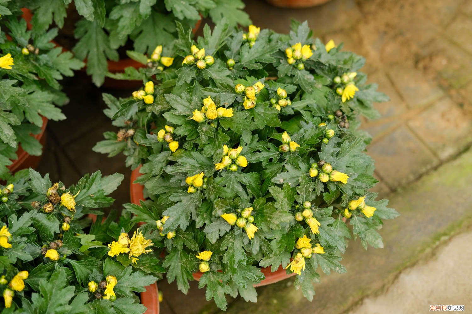 怎样才能养好菊花 怎么养好菊花，应该注意什么
