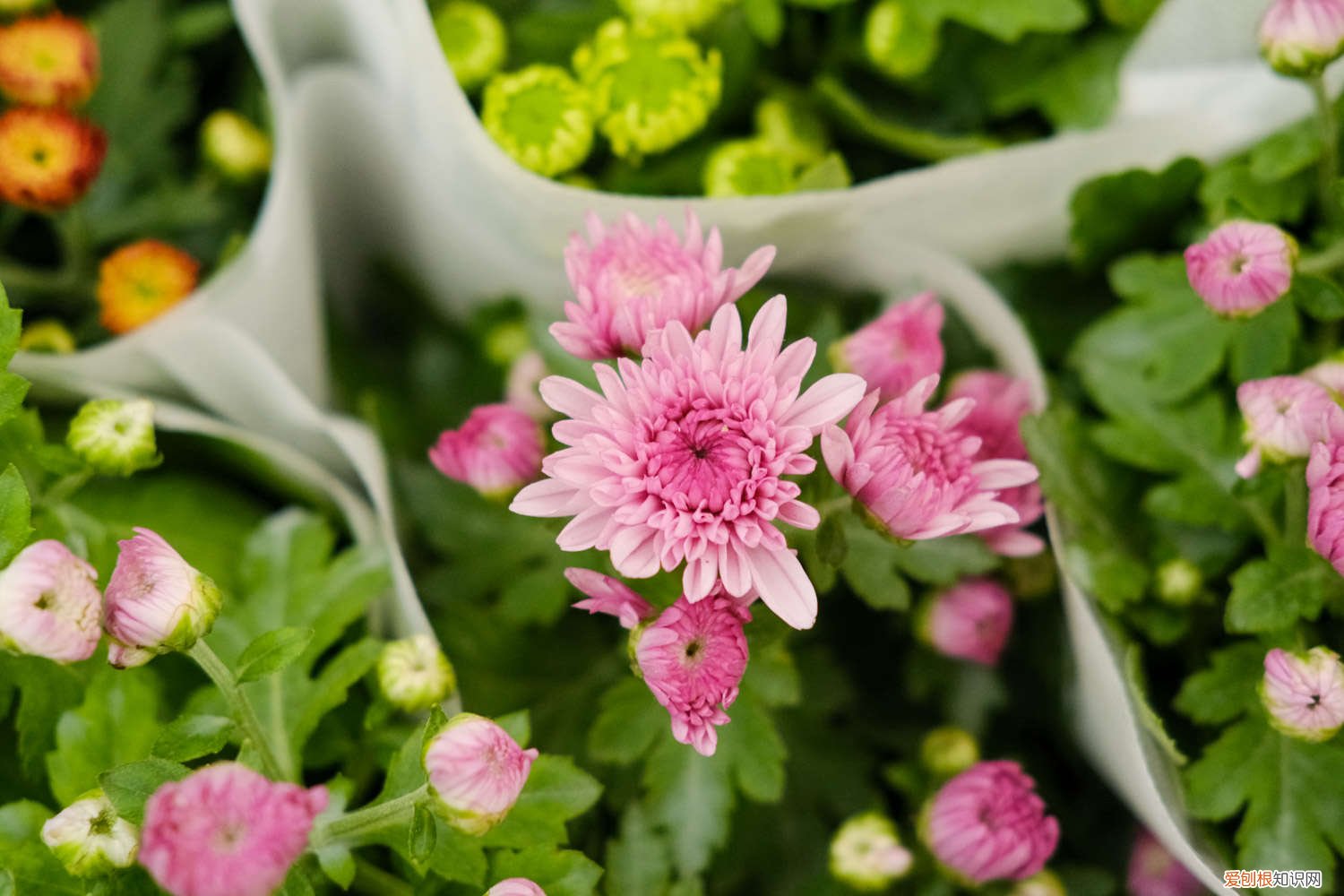 怎样才能养好菊花 怎么养好菊花，应该注意什么