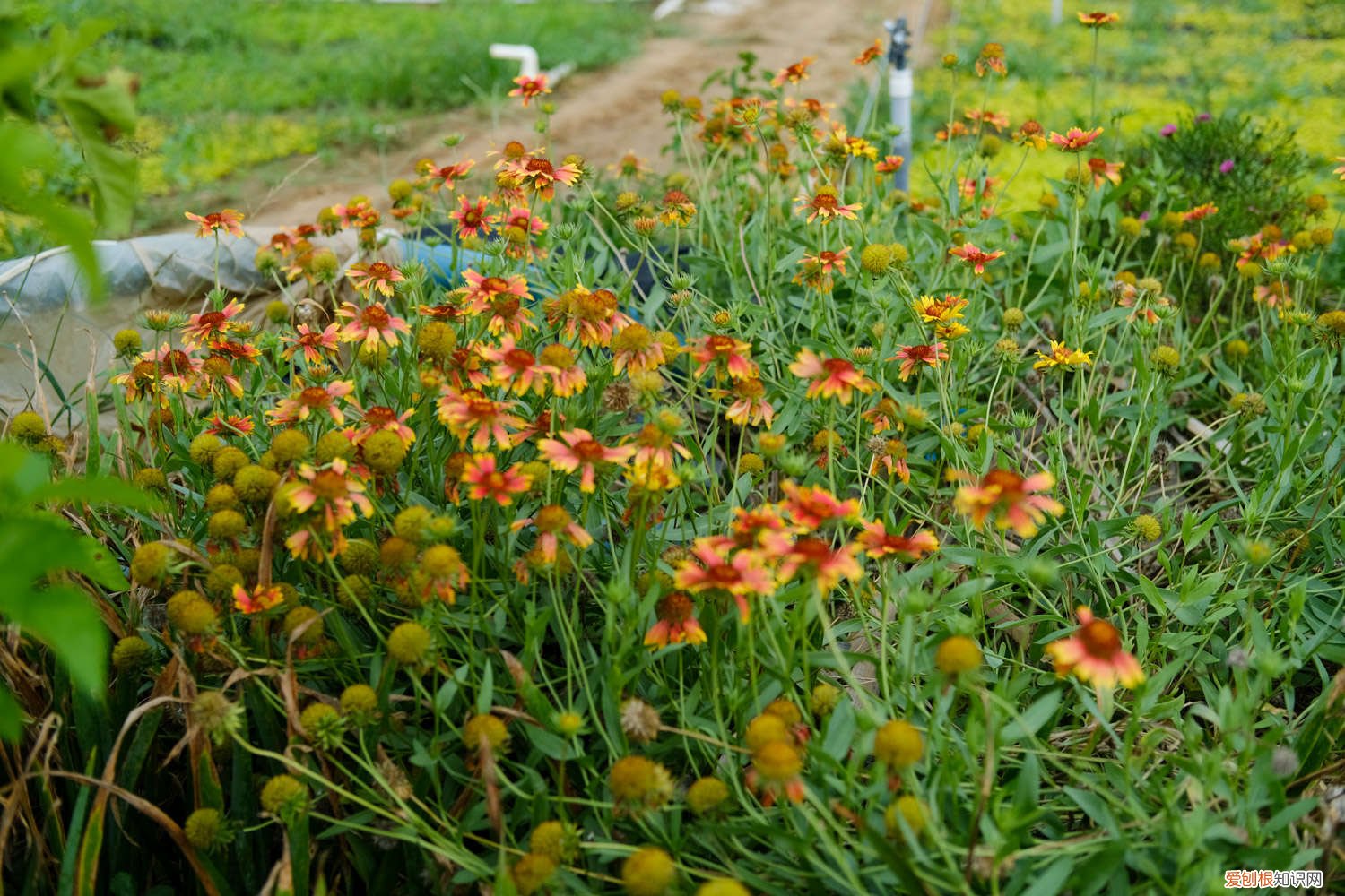 怎样才能养好菊花 怎么养好菊花，应该注意什么