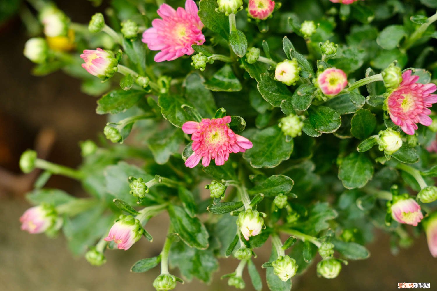 菊花适合浇什么水 菊花喜水吗，平时怎么浇水