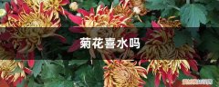 菊花适合浇什么水 菊花喜水吗，平时怎么浇水