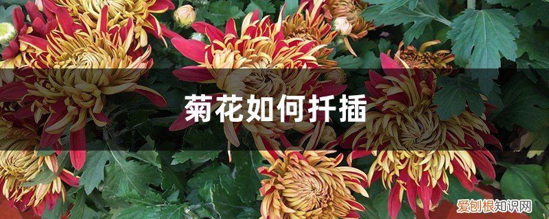 扦插菊花什么时间移栽 菊花如何扦插，什么时间扦插成活好