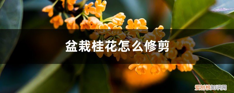 桂花如何修剪桂花修剪方法 修剪技术图解 盆栽桂花怎么修剪