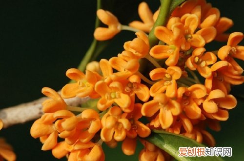 图 盆栽四季桂花怎么养 盆栽四季桂花的养殖方法和注意事项