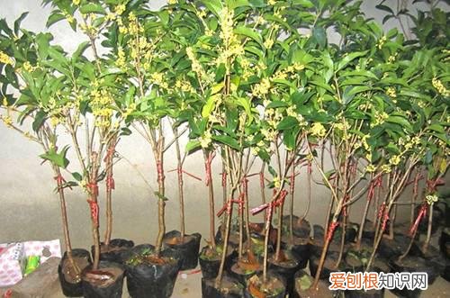 图 盆栽四季桂花怎么养 盆栽四季桂花的养殖方法和注意事项