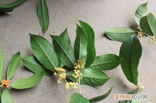 图 盆栽四季桂花怎么养 盆栽四季桂花的养殖方法和注意事项