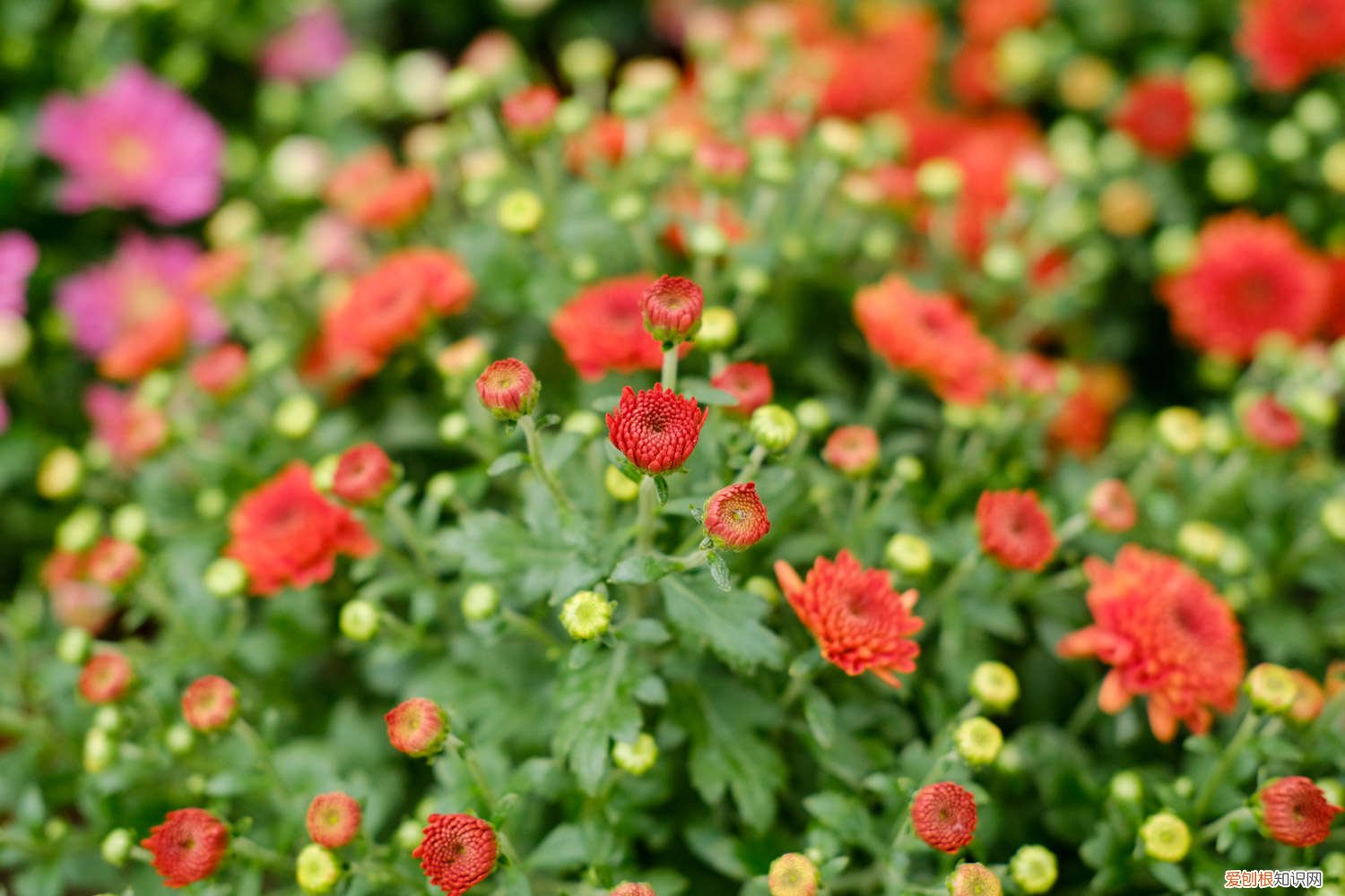 菊花的养护和修剪 菊花养护要注意什么问题，菊花需要修剪吗