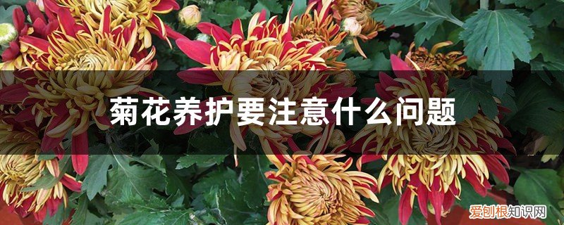 菊花的养护和修剪 菊花养护要注意什么问题，菊花需要修剪吗