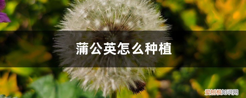 如何种植蒲公英?盆栽蒲公英的种植方法 蒲公英怎么种植，蒲公英种植技术及管理