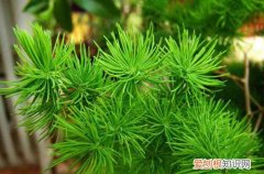 图 蓬莱松盆栽怎么养 蓬莱松盆栽的养殖方法和注意事项