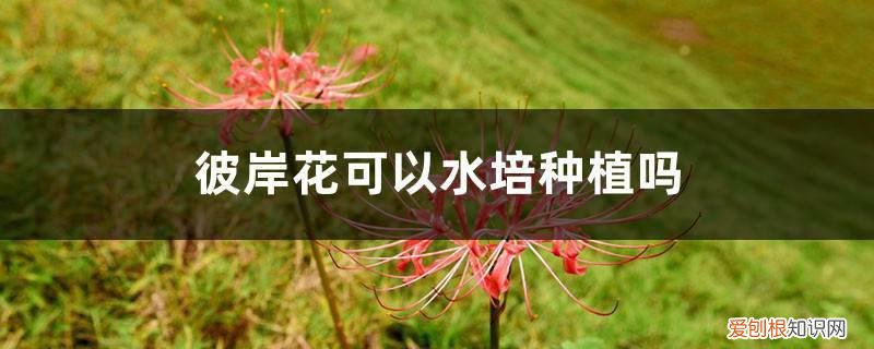 彼岸花能用水种吗 彼岸花可以水培种植吗，彼岸花养殖方法水培