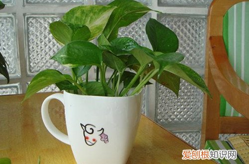 图 绿萝怎么才能长藤 如何让绿萝快速长藤