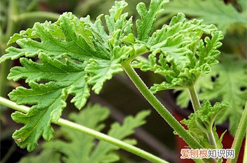 图 驱蚊草怎么养殖 驱蚊草的养殖方法和注意事项