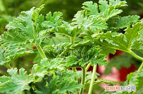 图 驱蚊草怎么养殖 驱蚊草的养殖方法和注意事项