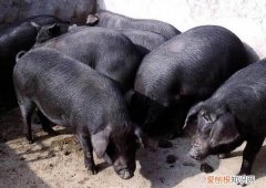 龙游乌猪价格，龙游麻鸡价格