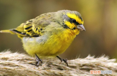 金青鸟拉稀吃什么，金青鸟拉稀怎么办