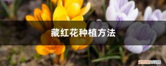 藏红花的室内种植方法 藏红花种植方法，室内可以种植吗