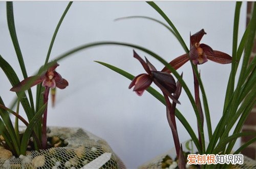 图 墨兰怎么养 墨兰的养殖方法和注意事项