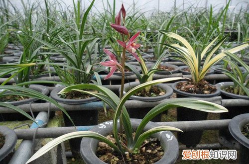 图 墨兰怎么养 墨兰的养殖方法和注意事项