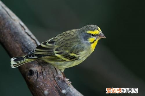 金青鸟繁殖鸟笼的大小,22直径的鸟笼能养金青鸟吗