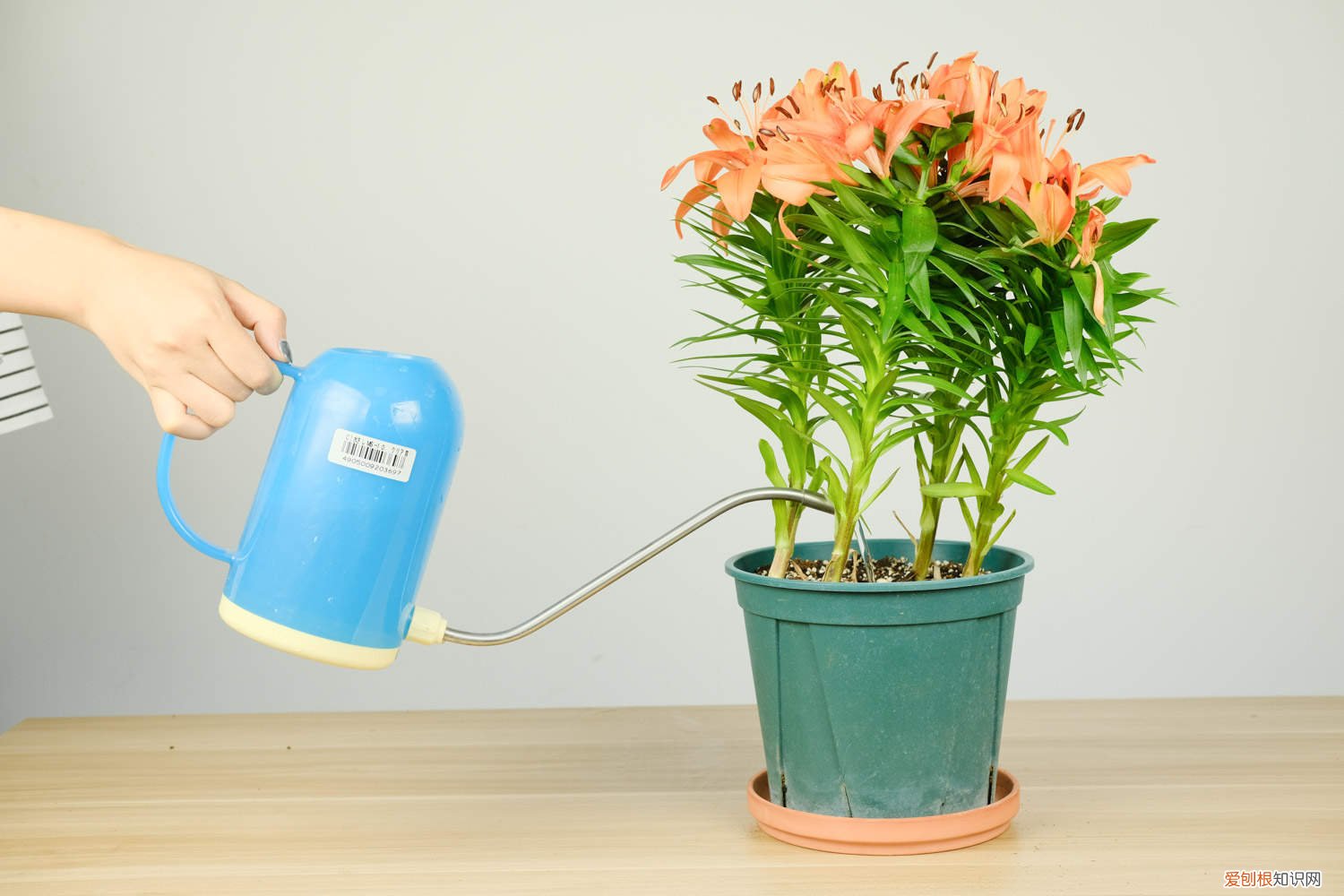 百合花的水培方法 百合花如何水培，水培养护技巧