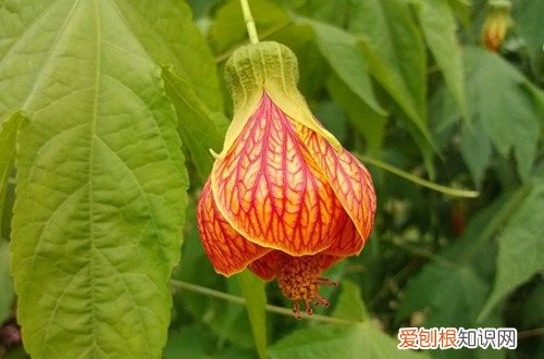 图 纹瓣悬铃花怎么养 纹瓣悬铃花的养殖方法和注意事项