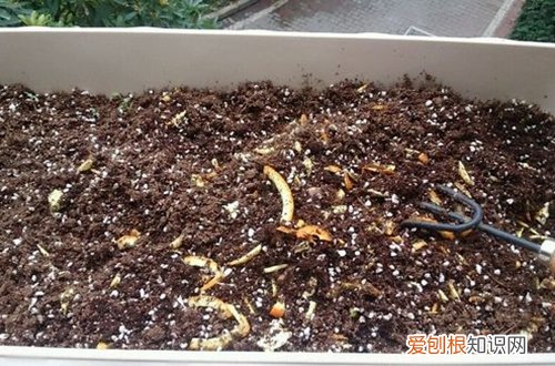 图 养花用什么底肥 花卉用什么做底肥最好