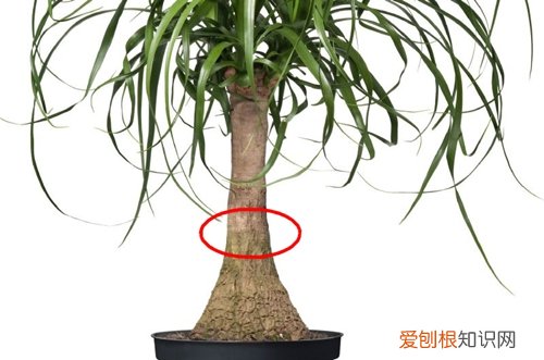 图 酒瓶兰太高能砍短吗 酒瓶兰怎么砍头