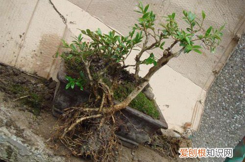 图 雀舌黄杨盆景怎么养 雀舌黄杨盆景的养护方法和注意事项