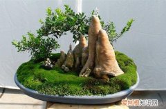 图 雀舌黄杨盆景怎么养 雀舌黄杨盆景的养护方法和注意事项