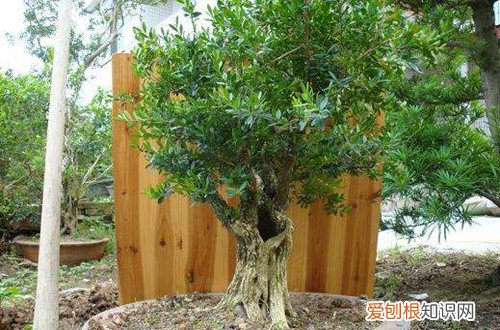 图 雀舌黄杨盆景怎么养 雀舌黄杨盆景的养护方法和注意事项