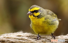 金青鸟人工繁殖，金青鸟人工繁殖方法